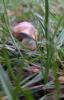 Schnecke